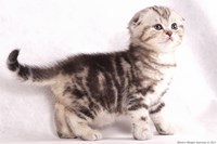 шотландский лиловый котенок 1.5 месяца eridancats